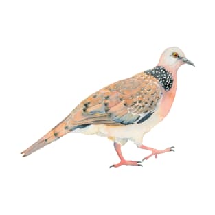 Spotted Dove wattercolour bird illustration T-Shirt