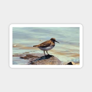 A Least Sandpiper Along a Shore Magnet