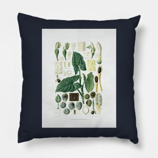 Syngonium Podophyllum dissection - Aroideae Maximilianae - Botanical Illustration Pillow