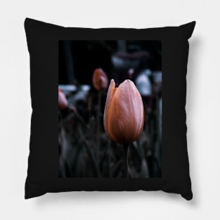 Beautiful Tulipan - macro photography Pillow