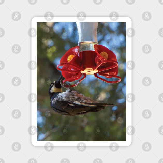 Acorn Woodpecker Raiding A Hummingbird Feeder Magnet by DPattonPD