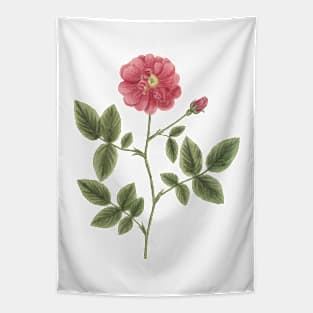 Wild Rose Flower Vintage Botanical Illustration Tapestry