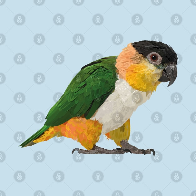 black headed caique by obscurite