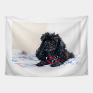 Queen of the toy poodles Tapestry