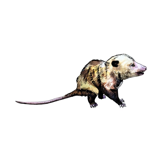 opossum by VicaVeresk