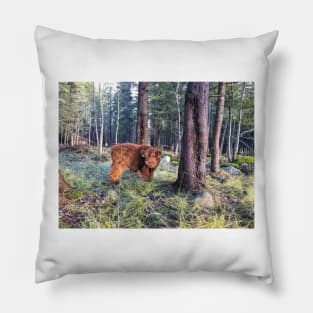 Scottish Highland Cattle Calf 1594 Pillow