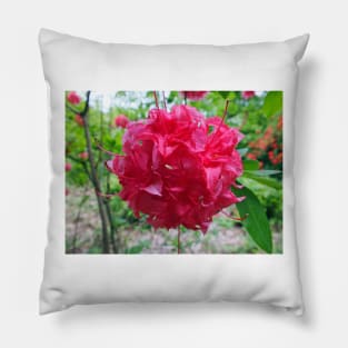 Red Azalea Flowers Pillow