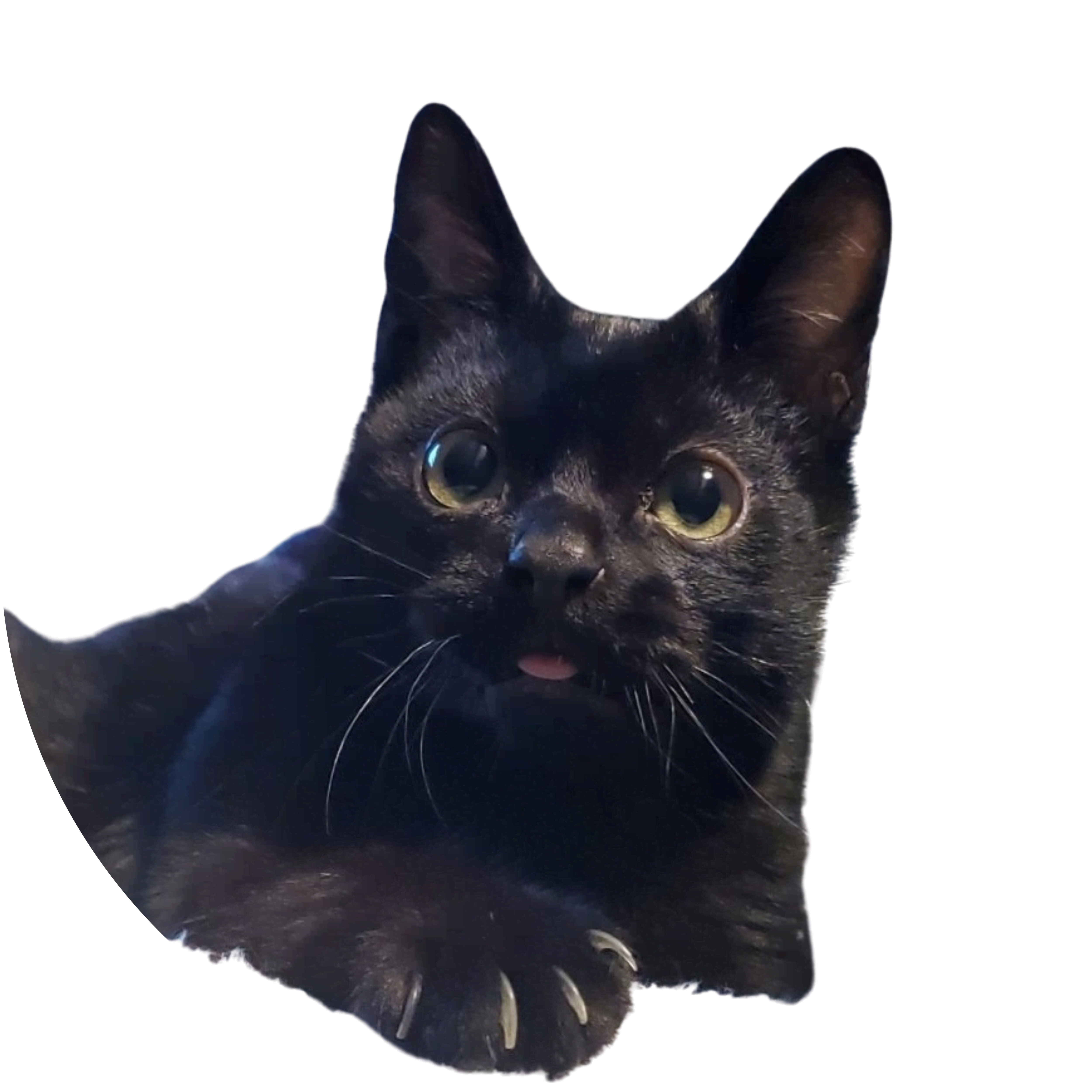Skippy's Merch profile image