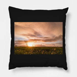 Panoramic view of a flowering  yellow daisy flowers Pillow