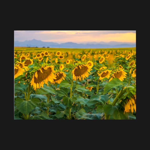 Sunflowers by algill