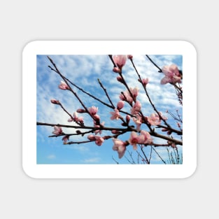 Peach Blossom Magnet