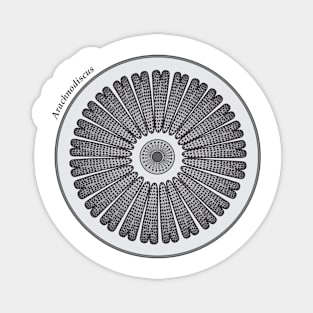 Diatom - Arachnodiscus (scientific) Magnet