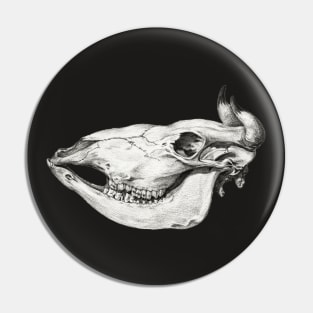 Skull of a cow by Jean Bernard Pin