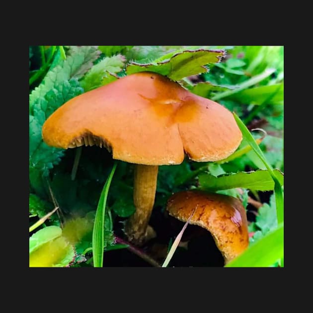 Mushroom Photography Prints #2 by SquishyBeeArt