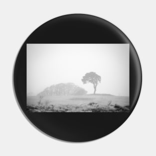 Lone pine in fog Pin