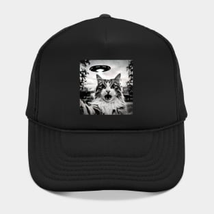 Cat Hat