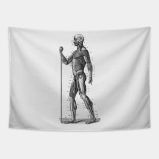 Side View - Human Muscle System - Anatomy Tapestry