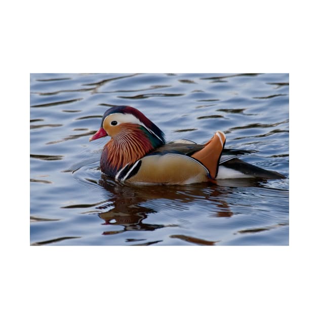 Mandarin duck on the River Wansbeck by Violaman