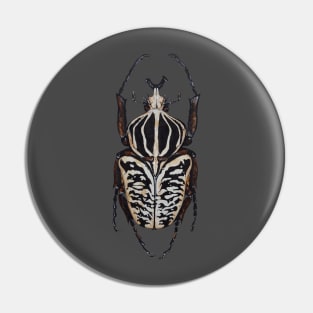 Goliathus albosignatus Pin