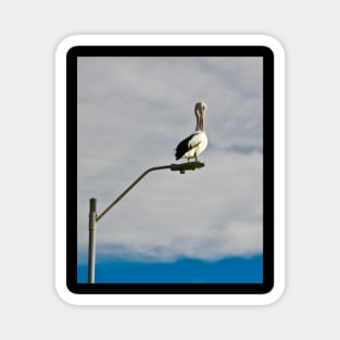 Pelican preening on a Streetlight! Magnet