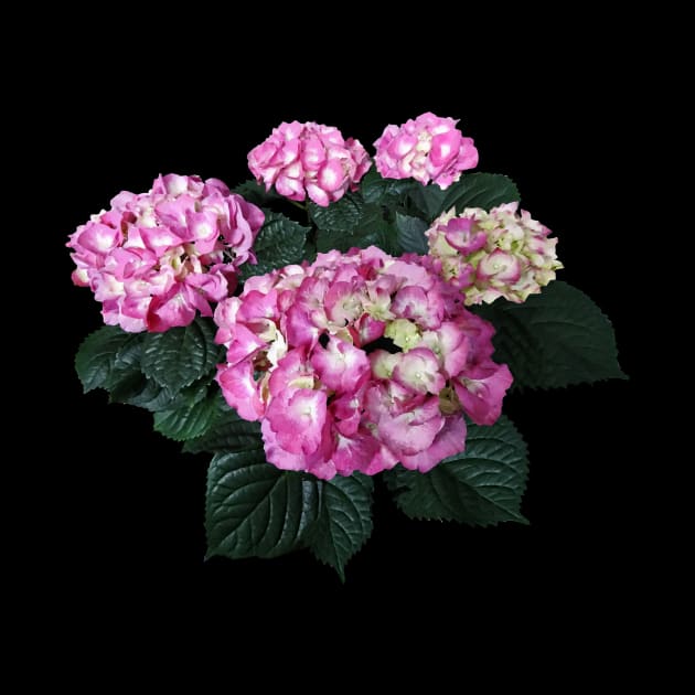 Hydrangeas - Circle of Pink Hydrangea by SusanSavad