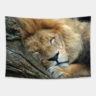 Lion 036 Tapestry