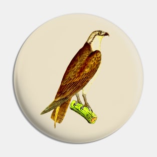 hawk,bald eagle,falcon,golden eagle,birdie,bird Pin