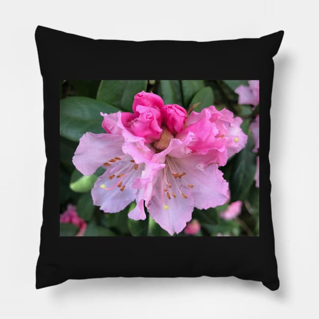 Pink Rhododendron Celebration of Abundance Pillow by Photomersion