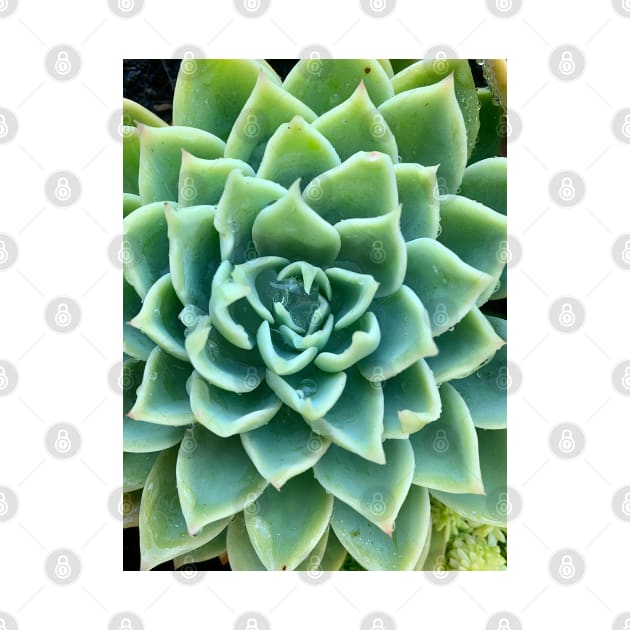 Green Star Succulent with Raindrops by Studio Sara Spohr