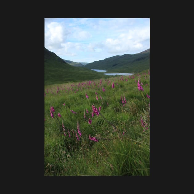 Field of foxgloves II by orcadia