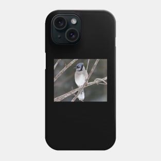 Bluejay on a Branch Phone Case