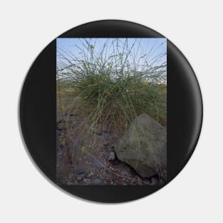 green grass on the beach Pin