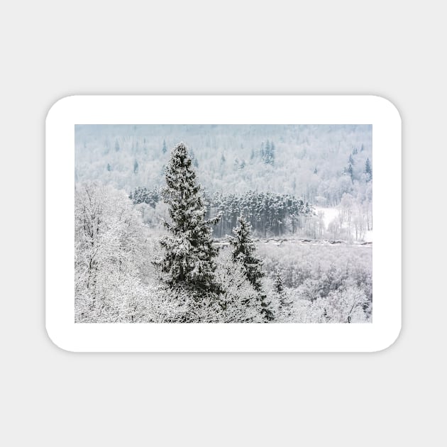 Snowy fir tree Magnet by lena-maximova