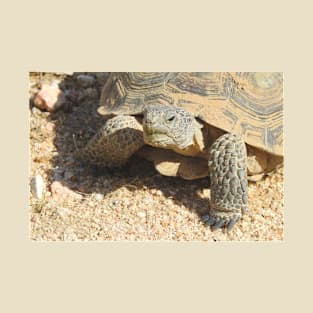 Desert tortoise, wildlife, reptiles, Desert Charmer T-Shirt