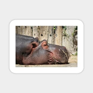 Sleeping Hippo Magnet