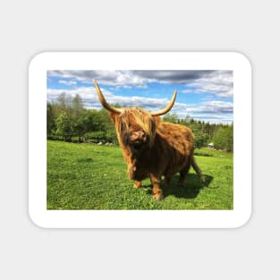 Scottish Highland Cattle Cow 2396 Magnet