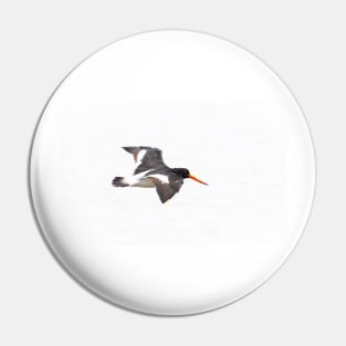 Black and white variable oystercatcher in flight Pin