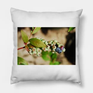 Ripening Blueberries Pillow