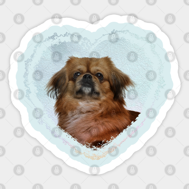 cute pekingese