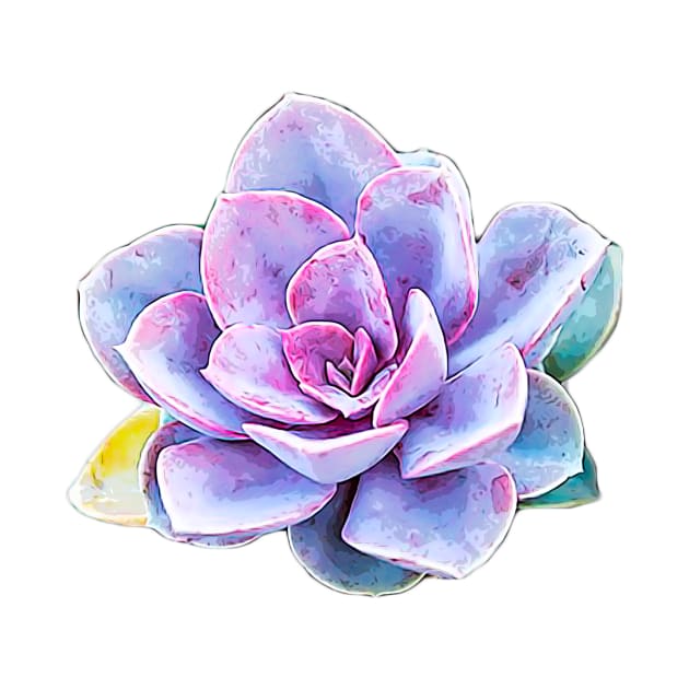 Succulent - Pastel Beauty by Elarex