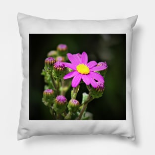 Purple spring wild daisy Pillow