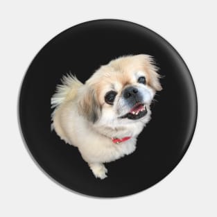 Lucy fur Real - adorable pekingese dog Pin