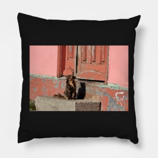 Petit Chat d'Argentine Pillow