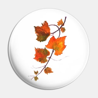 orange grapevine watercolor Pin