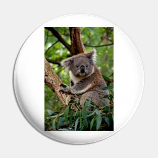 Koala - Is This A Cute Look? Pin