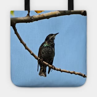 Common Starling Tote