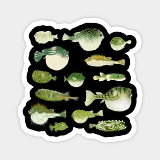 Puffer Fish Magnet