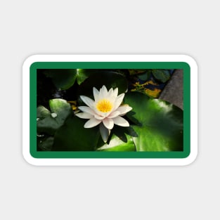 Water lily Magnet