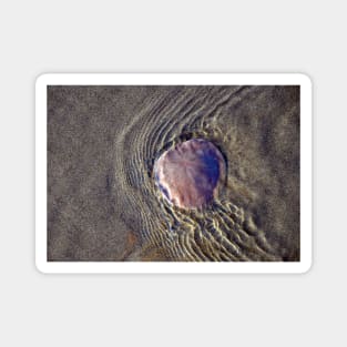 Sand Dollar Ripples - Oregon Coast Magnet