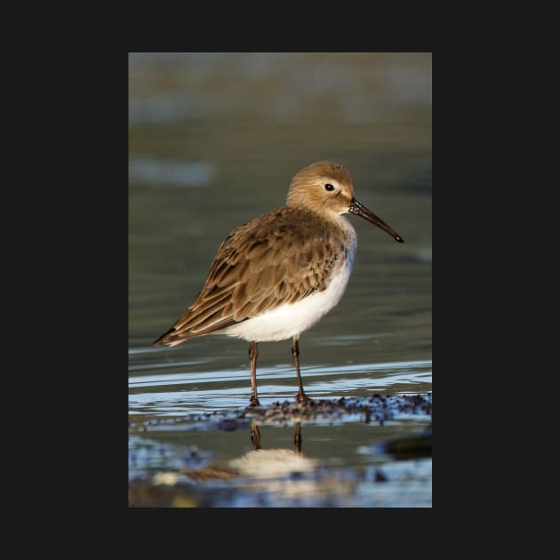 Dunlin Shorebird by SHWILDLIFE